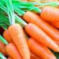 Cà rốt trồng nhà kính 