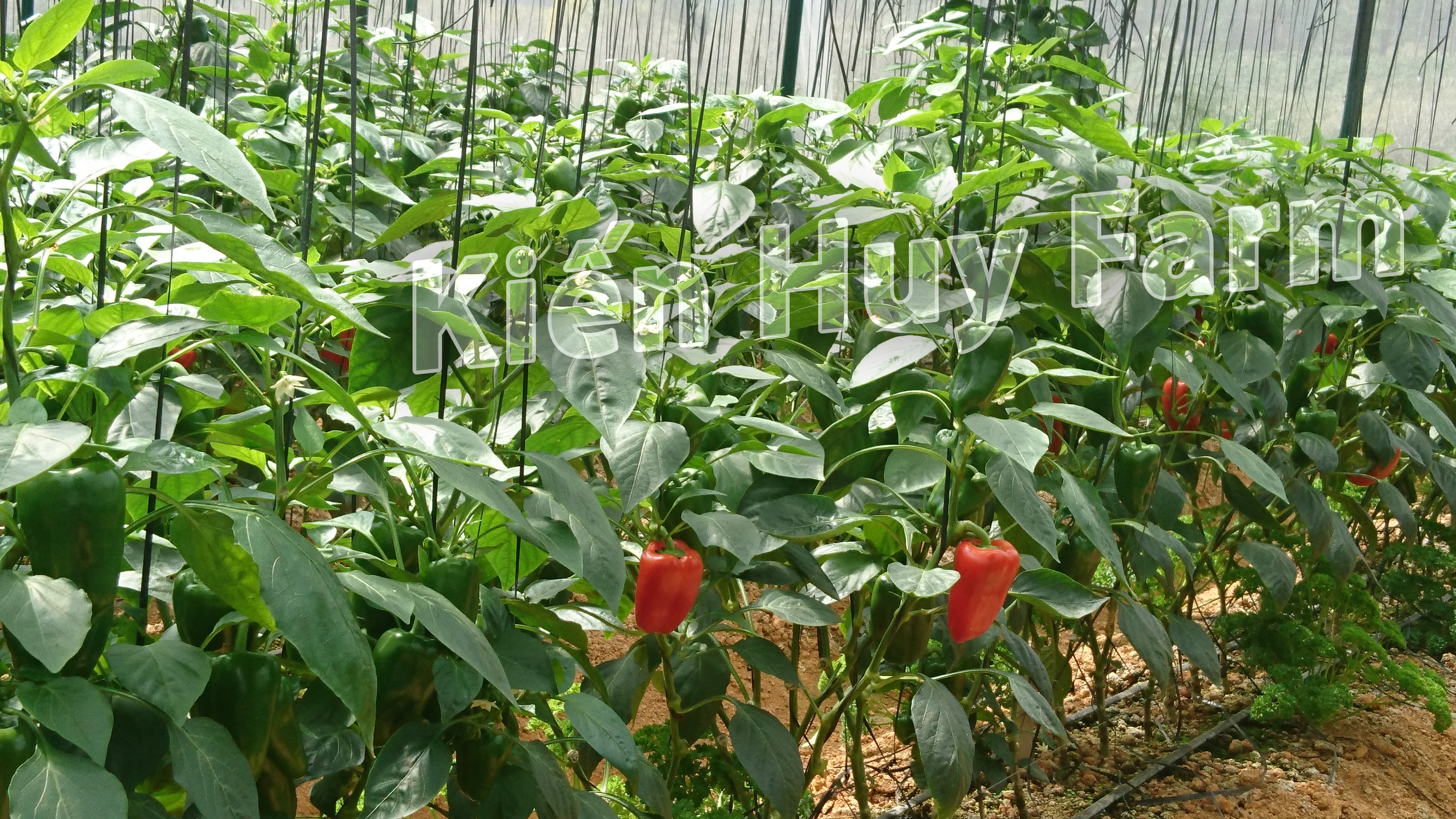Kiến Huy Farm_Vườn ớt ngọt