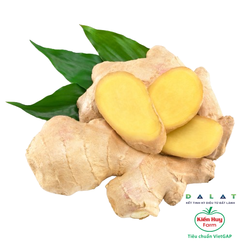 Củ Gừng 